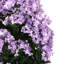 Lilas en pot - moyen-1640272737