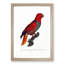 The Eclectus Parrot by F. Levaillant - Picture Frame Art Print-55640331-55640332