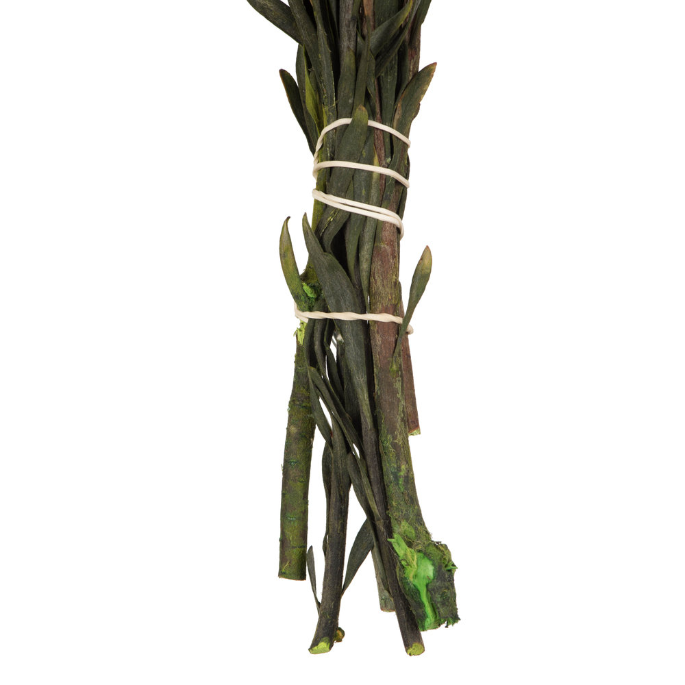 Vickerman Plumosum Stems, Natural