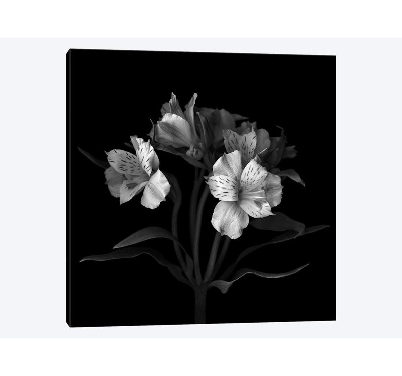 «Alstoemeria VII, B&W» par Magda Indigo, impression sur toile, H 18 po x l 18 po x P 1,5 po, Toile tendue, Pas de tapis