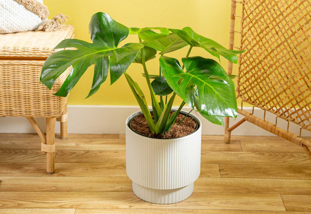 Find the Perfect Live Plants