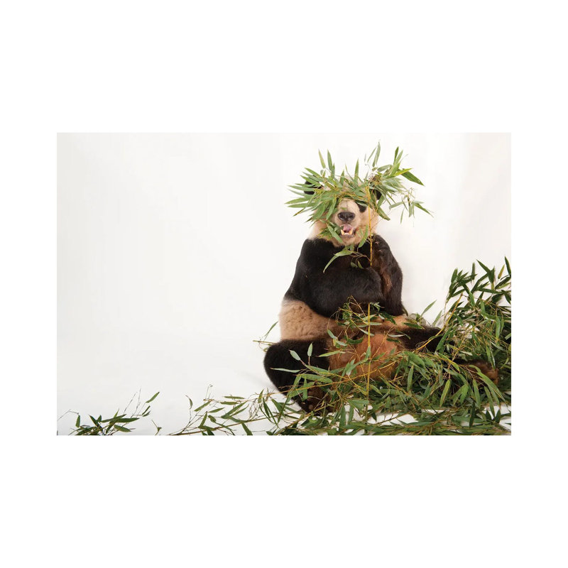 A Giant Panda At Zoo Atlanta II by Joel Sartore - Gallery-Wrapped Canvas Giclée on Canvas, Wrapped Canvas