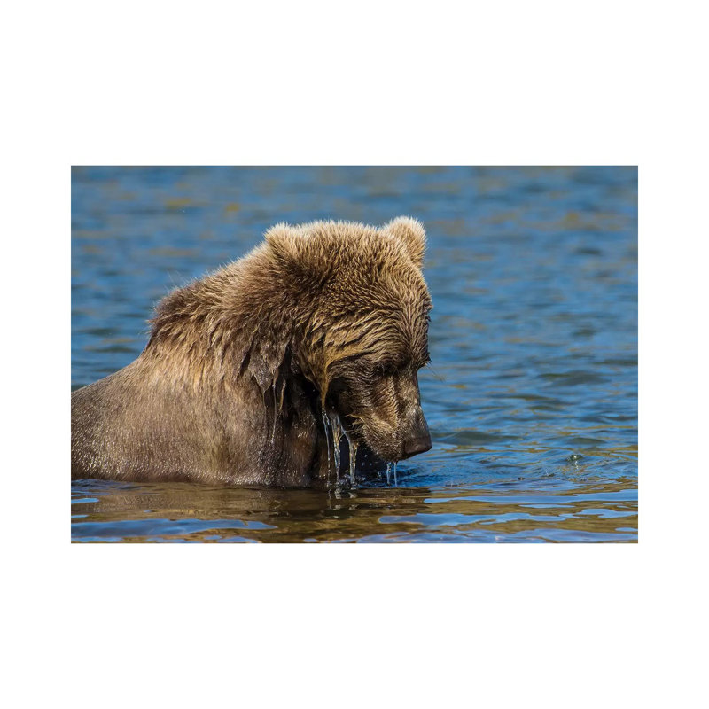 Grizzly Or Brown Bear (Ursus Arctos), Moraine Creek (River), Katmai NP And Reserve, Alaska by Michael DeFreitas - Wrapped Canvas Print