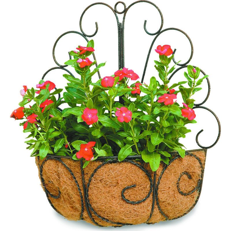 Rieth Metal Wall Planter, Dark Brown