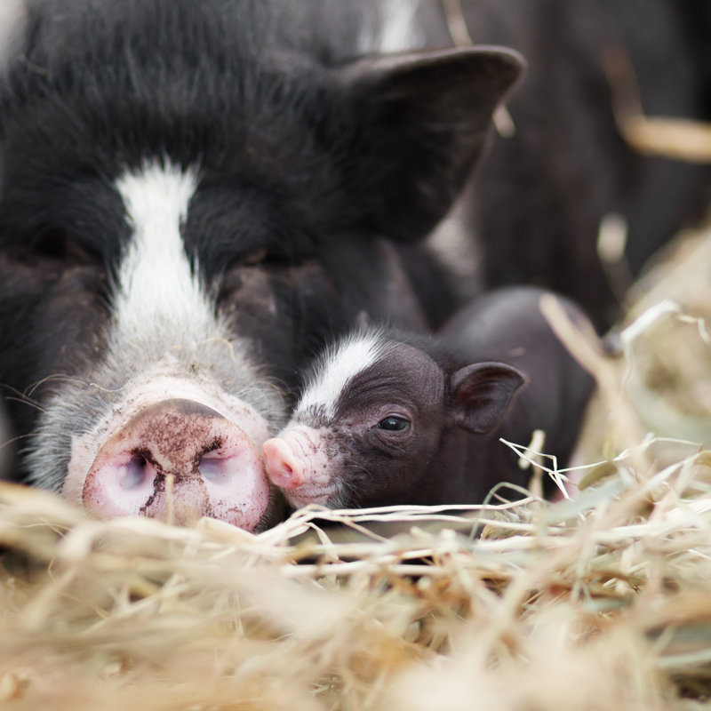 Vietnamese Pigs - Photographie sur toile tendue, H 30 po x l 30 po x P 1,25 po