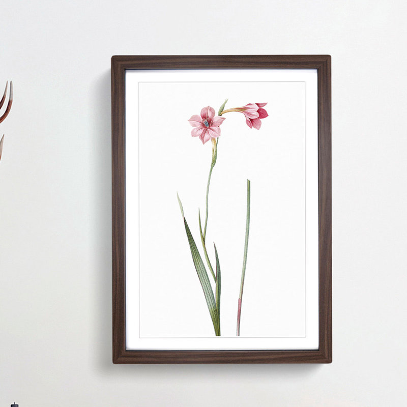 Pink Sword Lily by Pierre-Joseph Redoute - Picture Frame Painting Print, 48cm H x 36cm W x 2cm D, Walnut Framed