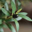 Olive artificielle 8 pi avec pot de fleurs Adcock