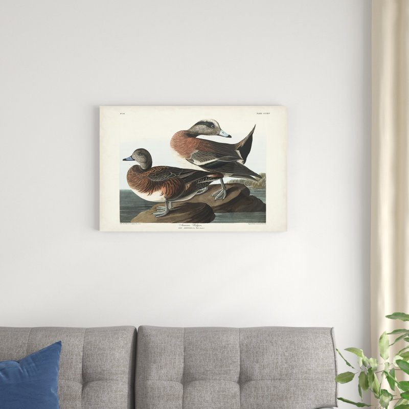 Pl 345 Widgeon américain, H 20 po x l 30 po