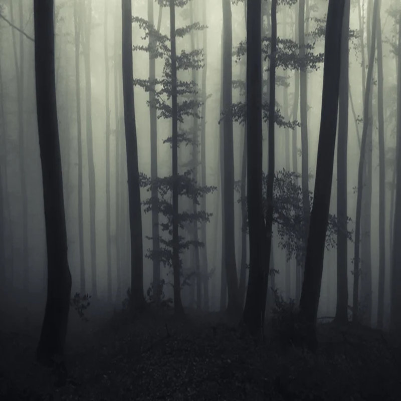 Murmures du brouillard, L 8,83 po x l 138 po