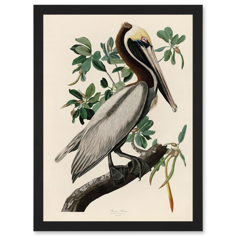 America Pelican by John Audubon - Single Picture Frame Painting