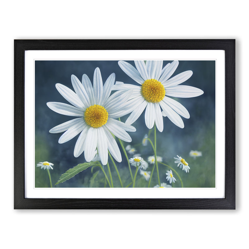 Pretty Daisy Flowers - Framed Print, Black Framed, 34cm H x 46cm W x 2cm D