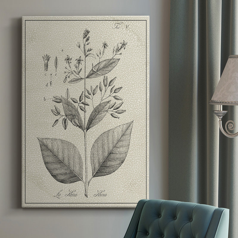 Antique Botanical II, impression sur toile tendue, L 32 po x H 48 po x P 1 po
