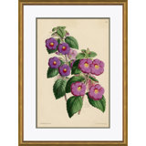 Curtis's Botanicals Giclee Print by Soicher Marin Archives