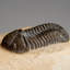 Genuine Asaphus Lepidurus Trilobite In Matrix From Morocco (221.4 Grams)