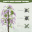 180cm Faux Wisteria Plant in Cement Pot