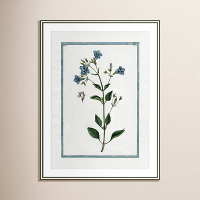 Colombe "Shabby Elegance Botanical II" Print