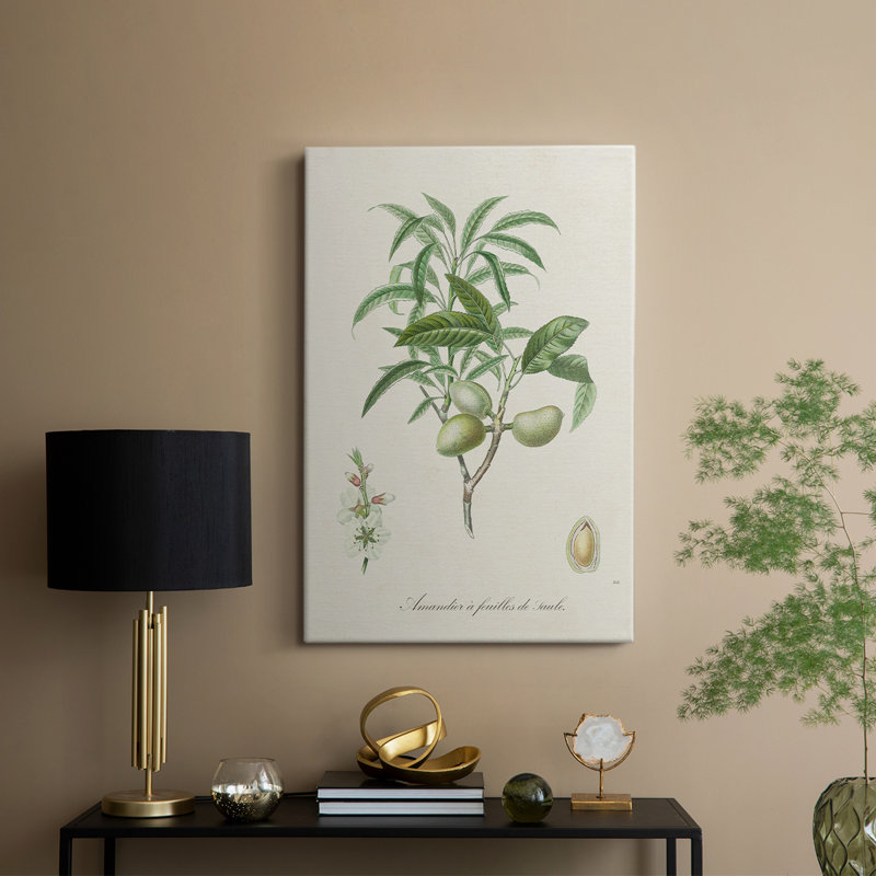 Amande antique botanique II - galerie Cavas sur mesure, H 60 po x l 40 po