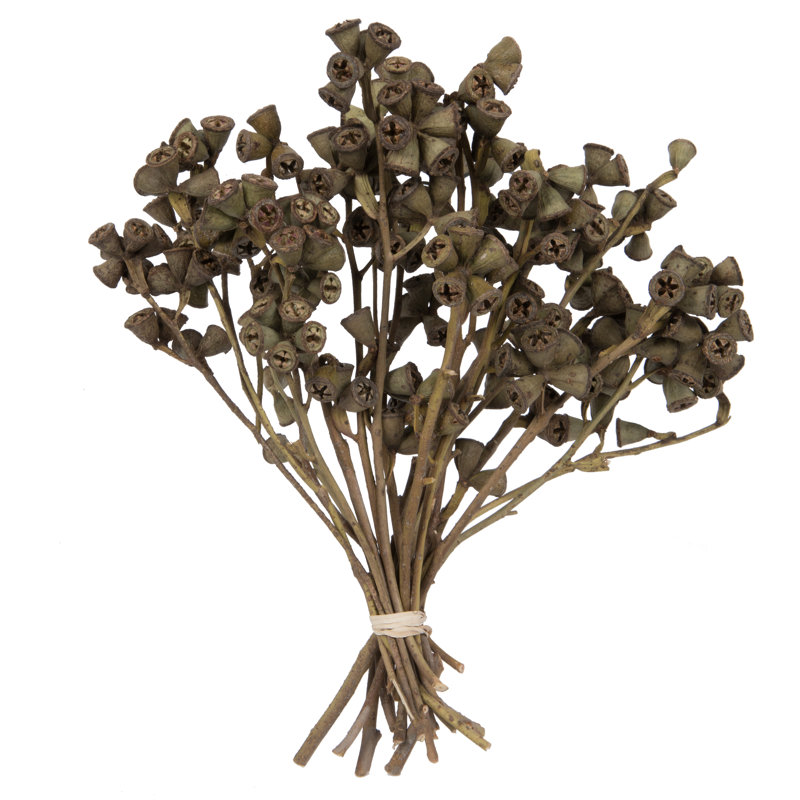 Branche conique 11 po x 2 à 4 po Natural Botanicals, 20 tiges par unité, Brun