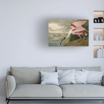 «Spatule rosée» par John James Audubon - reproduction sur toile
