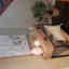 Photos des clients 1 de 1