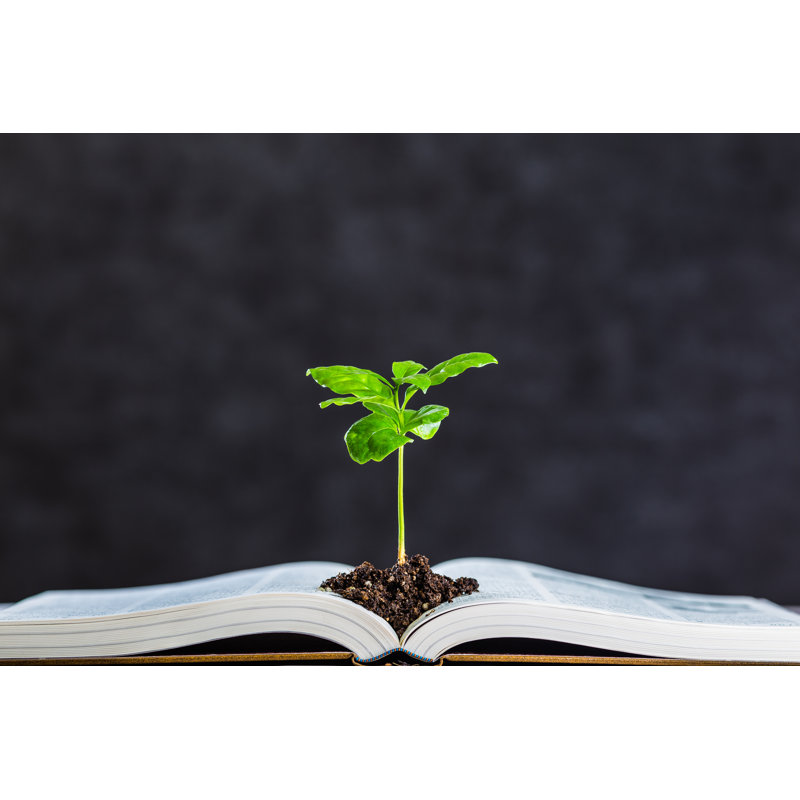 Books And Plant - Wrapped Canvas Print, 30cm H x 46cm W x 3.8cm D