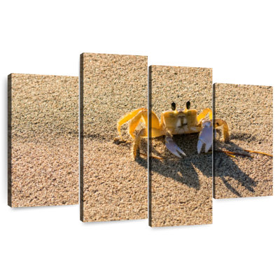 Crabe Brampt sur la plage