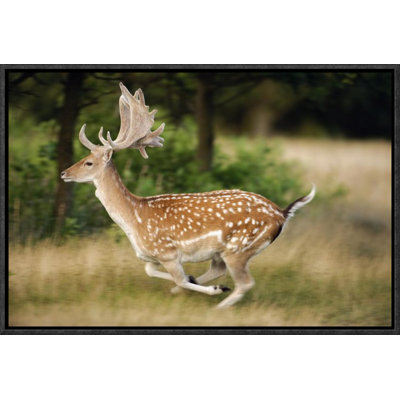 " Fallow Deerbuck Running, Walcheren Zeeland, Netherlands "