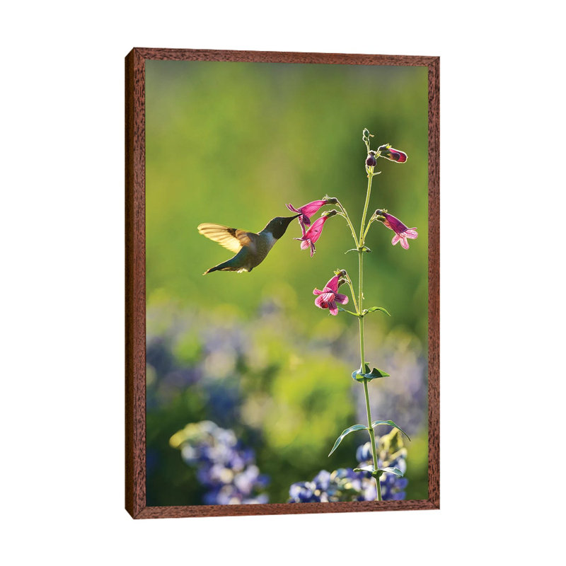 Black-chinned Hummingbird Male Feeding, Hill Country, Texas, USA by Rolf Nussbaumer - Gallery-Wrapped Canvas Giclée on Canvas