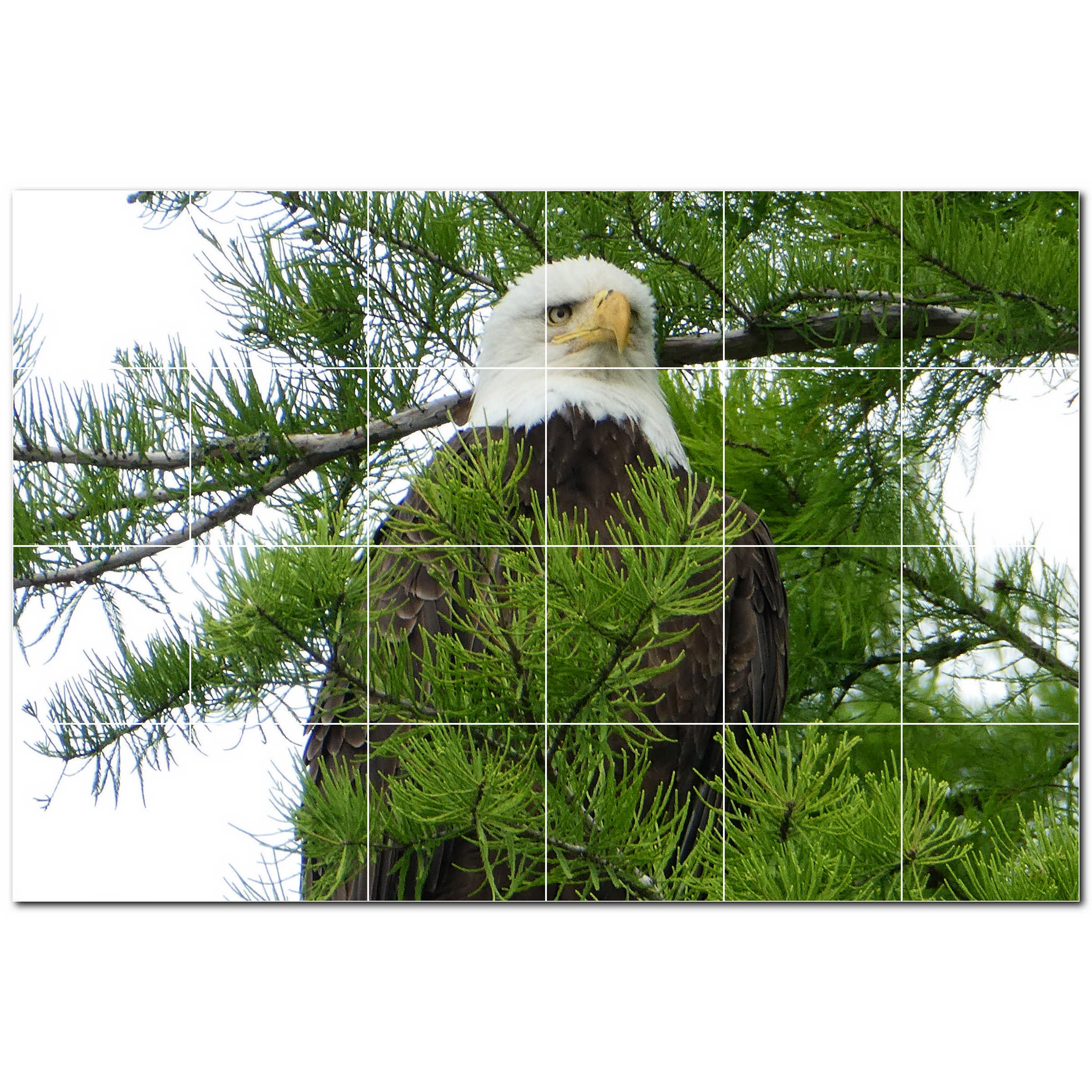 picture-tiles-25-5-x-17-ceramic-bird-photo-decorative-mural-tile