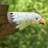 Large Flying Eagle Iron Rocking Stake "Aerie"