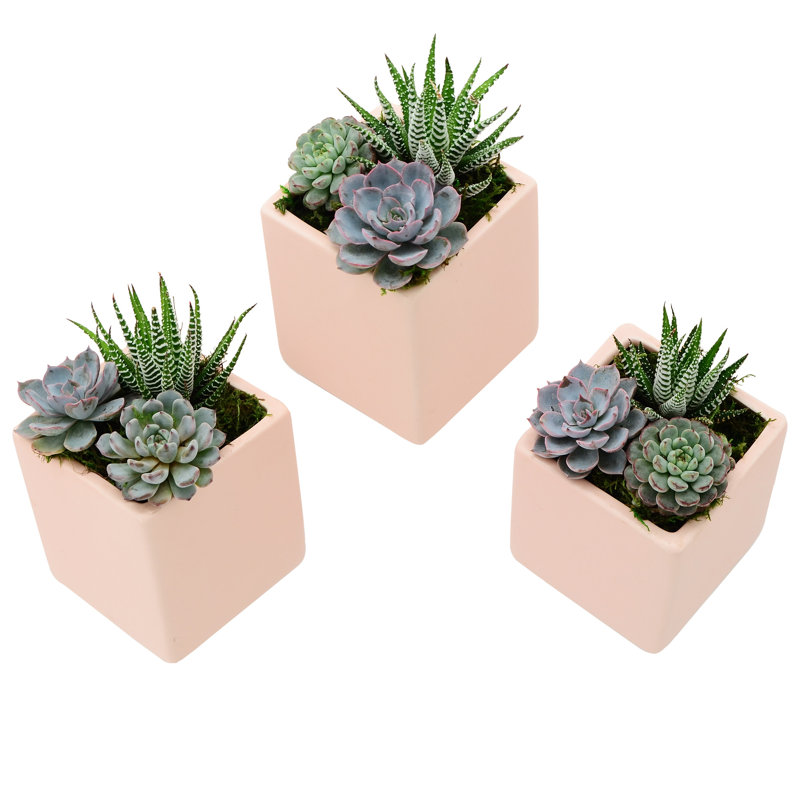 Earhart Ceramic Wall Planter, Coral