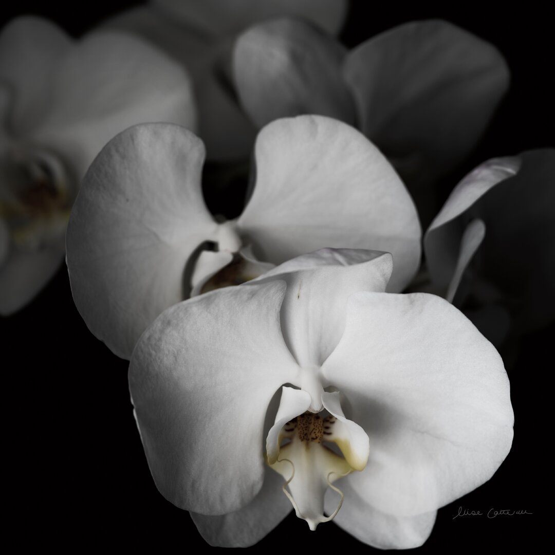 Leinwandbild White Orchid I von Elise Catterall