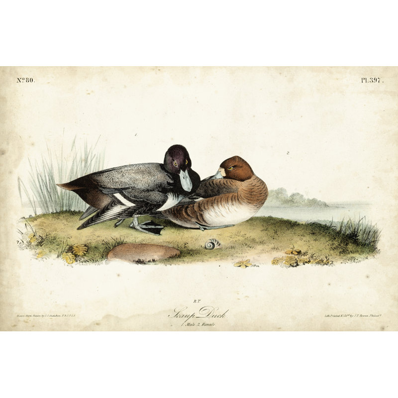 «Audubon Ducks IV» par James Audubon - peinture sur toile tendue, H 20 po x l 30 po x P 1,25 po