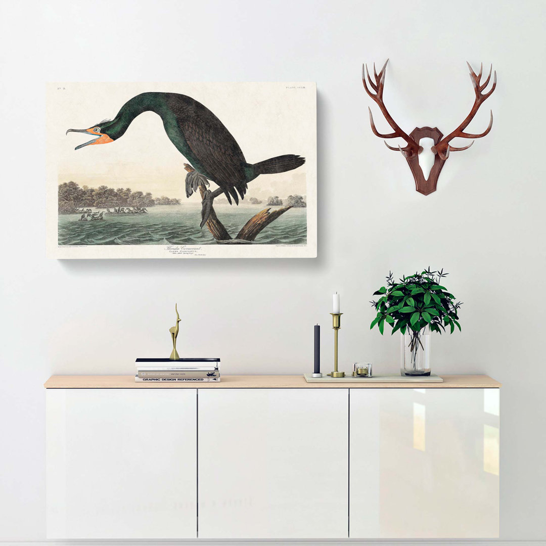 Florida Cormorant Bird by John James Audubon - Wrapped Canvas