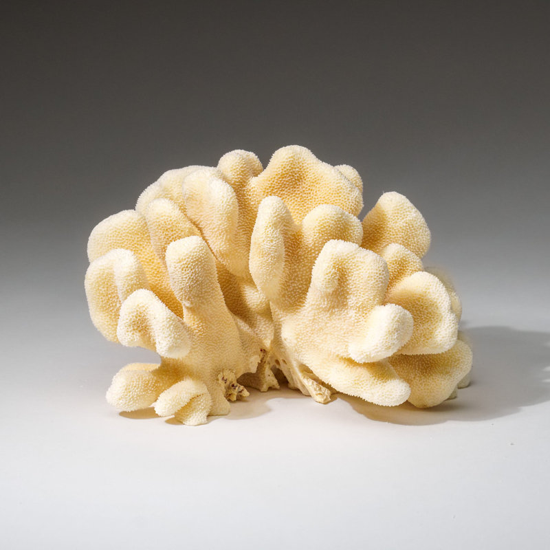 Genuine White Cat's Paw Coral (2 Lbs)