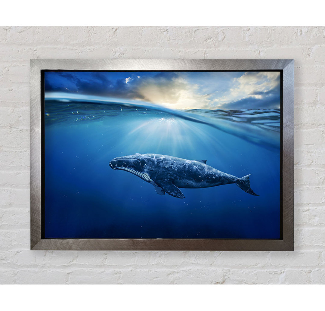 Gerahmtes Poster Ocean Whale