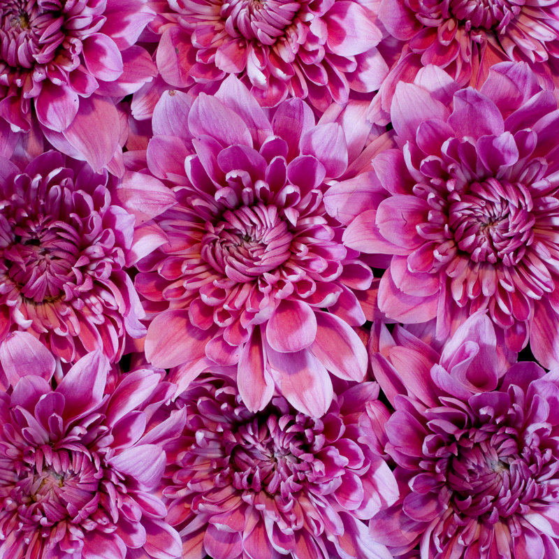 Pink Dahlia by Spivak222 - Wrapped Canvas Print, 30cm H x 30cm W x 3.8cm D