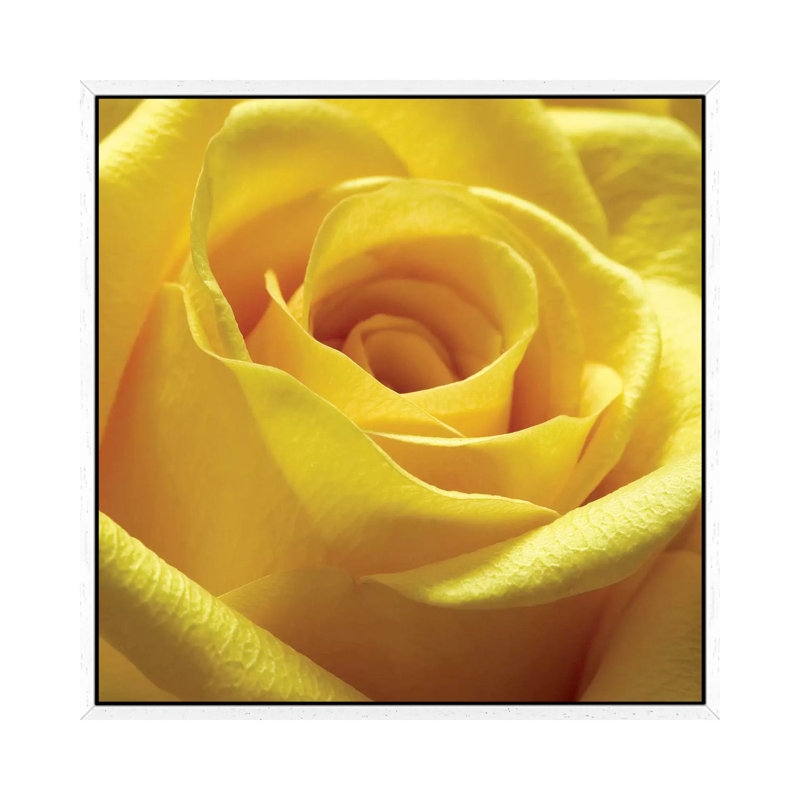 Yellow Rose by PhotoINC Studio - Floater Frame Gallery-Wrapped Canvas Giclée on Canvas, 93.98 cm H x 93.98 cm W, White