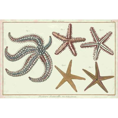 " Starfish Naturelle II "
