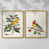 Doré
