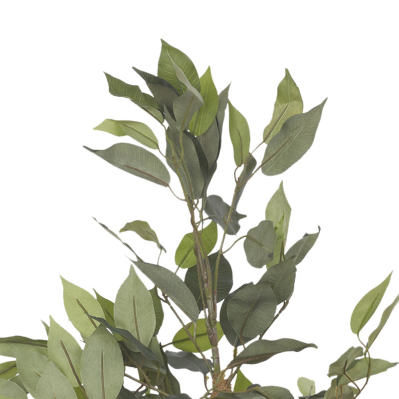 95cm Ficus Tree in Pot