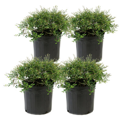 1 gal. Holly Dwarf Yaupon (4-Pack)
