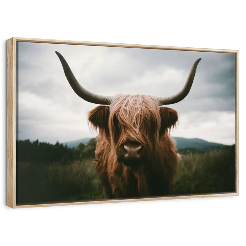 Vache Highland Open Field, Cadre flottant en bois naturel, 25 po x 17 po