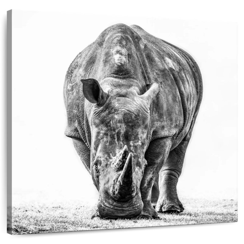 Rhinoceros, 10" H x 10" W