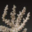 Genuine Branch Coral (.5 Lbs)