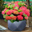 Reinforced Stone Bowl Planter, Faceted Shallow Planter, Bonsai Pot-1661337766-1661337767