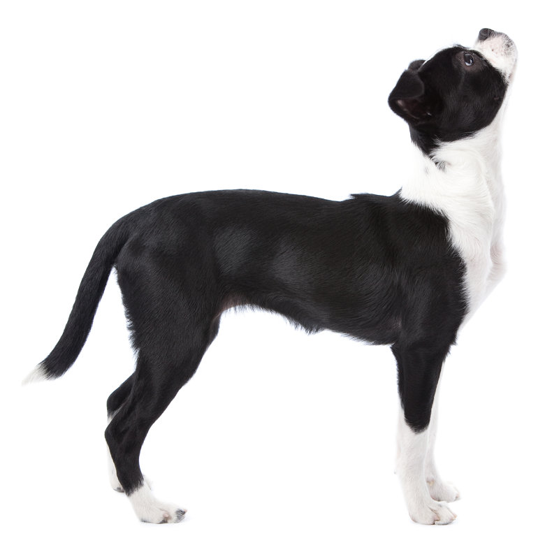 Boston terrier japonais par Jimmyjamesbond, H 36 po x l 36 po
