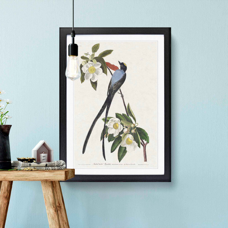 Fork-Tailed Flycatcher Bird by John Audubon - Framed Print, Black Framed, 65cm H x 48cm W x 2cm D