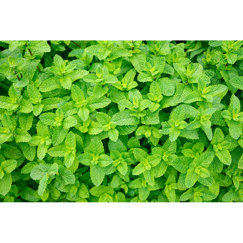 " Mint Leaves ", 32" H x 48" W