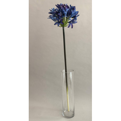 SPRAY POUR AGAPANTHUS